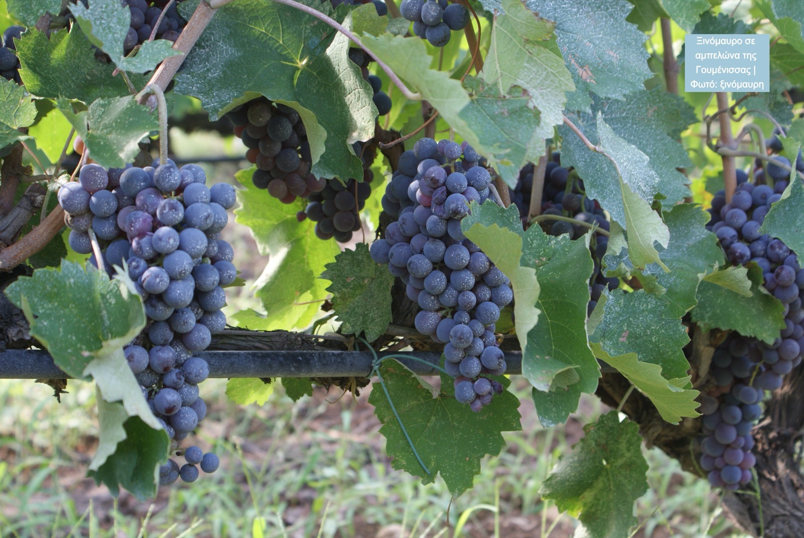 eGreekWine No3
